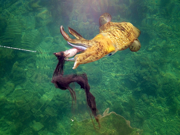 It’s winter squidding time!
